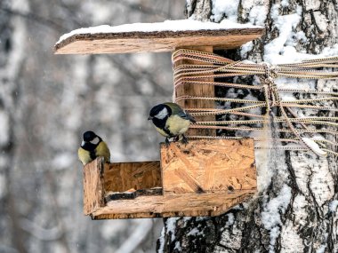 Tits eat food on a feeder in the winter forest in cold weather