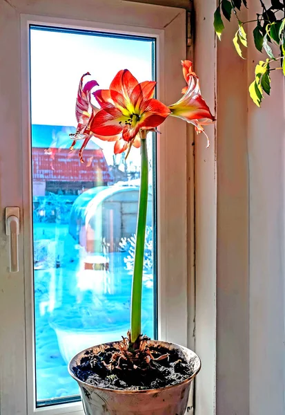 Červená Amaryllis Květina Bud Pozadí Zimní Krajiny Mimo Okno — Stock fotografie