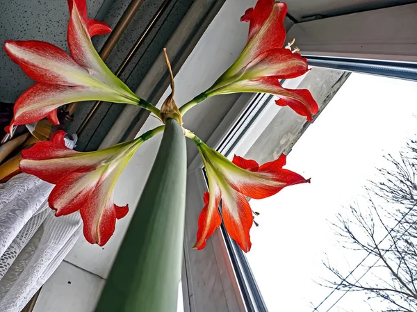 Flor Amaryllis Vermelho Floresce Pote Peitoril Janela Vista Inferior — Fotografia de Stock