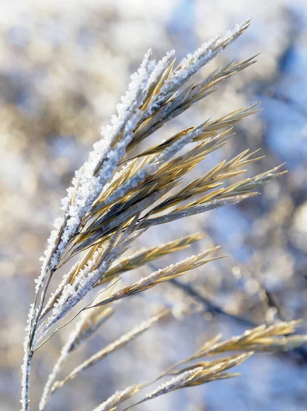 dry ear of a weed plant covered with ice crystals illuminated by sunlight, ice crystals look like salt crystals
