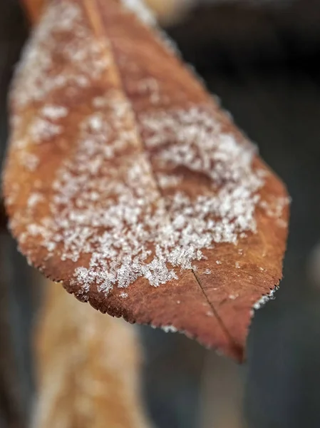 Hoja Seca Otoño Una Rama Cubierta Heladas Cristales Hielo —  Fotos de Stock