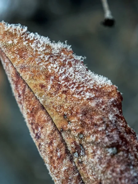 霜や氷の結晶で覆われた枝に乾いた秋の葉 葉の縁に沿って氷の結晶の様々な形態 — ストック写真