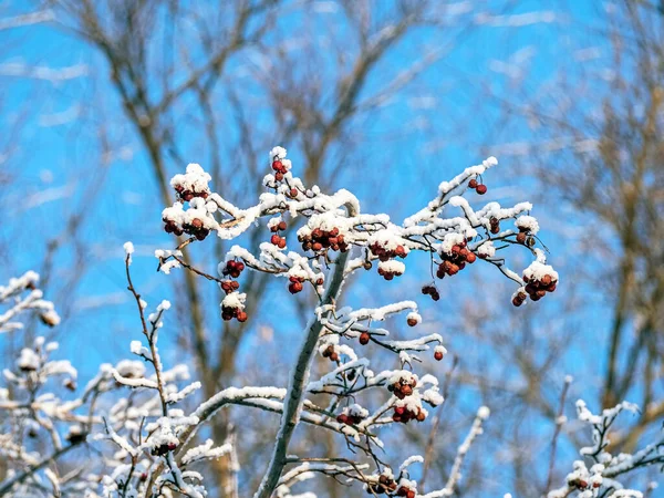 Ягоды Боярышника Растения Латинским Названием Кратег Покрытые Снегом Ветке — стоковое фото