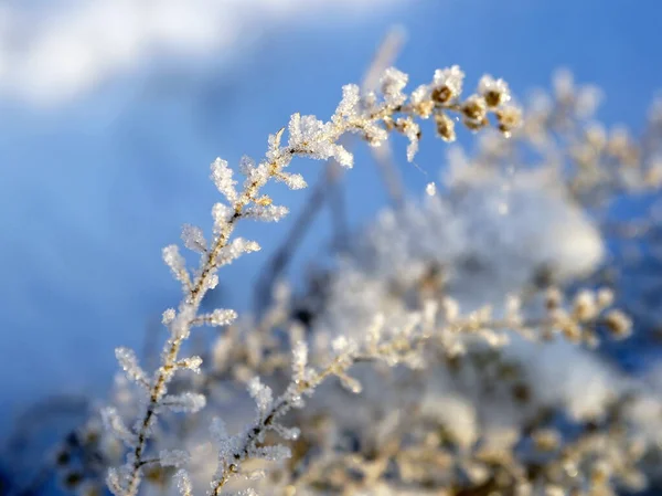 Замороженные Сухие Растения Покрытые Кристаллами Льда Освещенные Солнечным Светом Кристаллы — стоковое фото