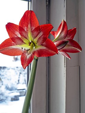 Kırmızı Amaryllis çiçeği Bud pencerenin dışındaki kış manzarasının arka planında