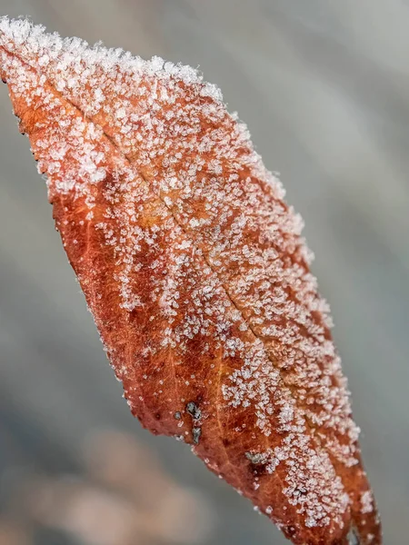 Torrt Höstlöv Gren Täckt Med Frost Och Iskristaller — Stockfoto