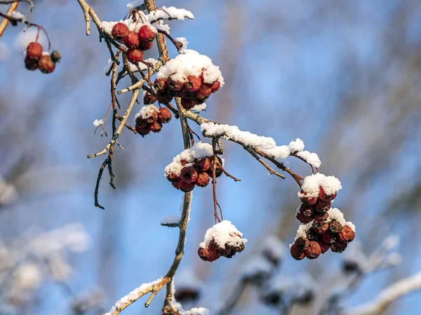 ラテン語名のCrataegusを持つホーソンベリーは 枝に雪で覆われています — ストック写真