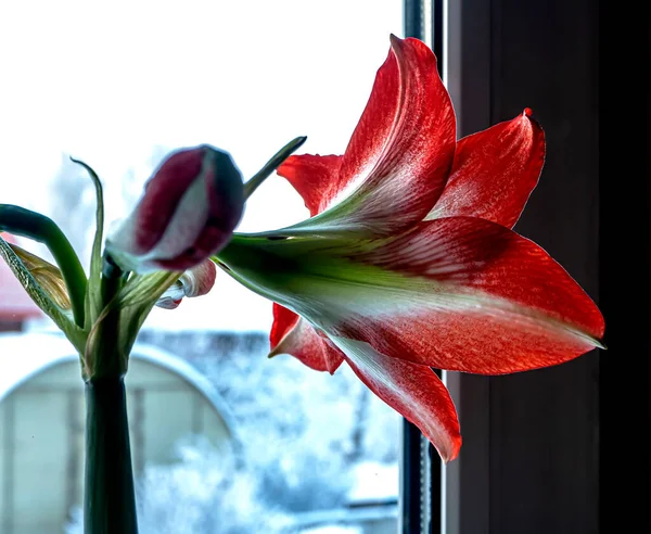 Czerwony Amaryllis Kwiat Bud Tle Zimowego Krajobrazu Poza Oknem — Zdjęcie stockowe