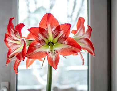 Kırmızı Amaryllis çiçeği Bud pencerenin dışındaki kış manzarasının arka planında