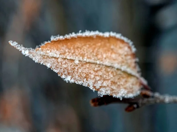 霜や氷の結晶で覆われた枝に乾いた秋の葉 葉の縁に沿って氷の結晶の様々な形態 — ストック写真