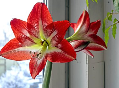 Kırmızı Amaryllis çiçeği Bud pencerenin dışındaki kış manzarasının arka planında
