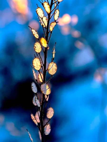 Trockene Unkrautpflanze Winter Wird Durch Die Untergehende Orangefarbene Sonne Beleuchtet — Stockfoto