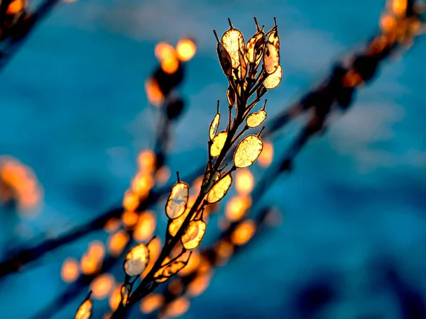 Суха Бур Яна Рослина Взимку Освітлюється Завдяки Розташуванню Помаранчевого Сонця — стокове фото