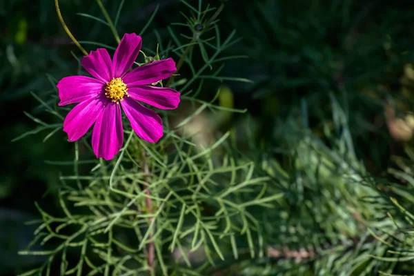 Fleur de cosméa violet foncé sur un fond naturel flou — Photo