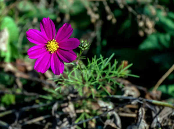 Flor cosmea roxo escuro em um fundo natural desfocado — Fotografia de Stock