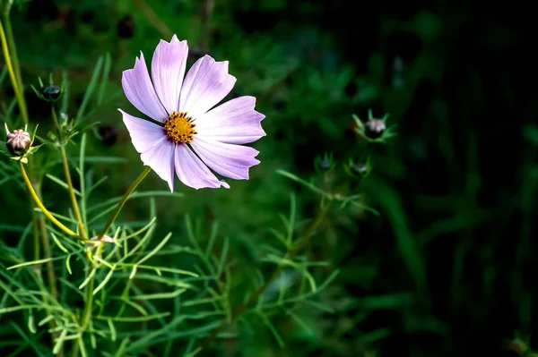 Светло-фиолетовый космический цветок на размытом естественном фоне — стоковое фото