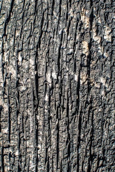여러 해 동안 노천에 있는 낡은 나무판의 표 면의 질감 — 스톡 사진