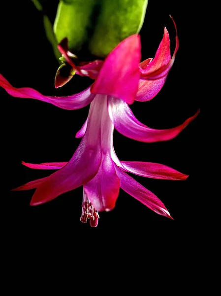 Red Christmas cactus flower with the Latin name Schlumberger on a dark background — Φωτογραφία Αρχείου