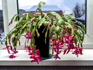 Pencerede Latin adı Schlumbergera olan narin pembe Noel kaktüsü çiçeği.