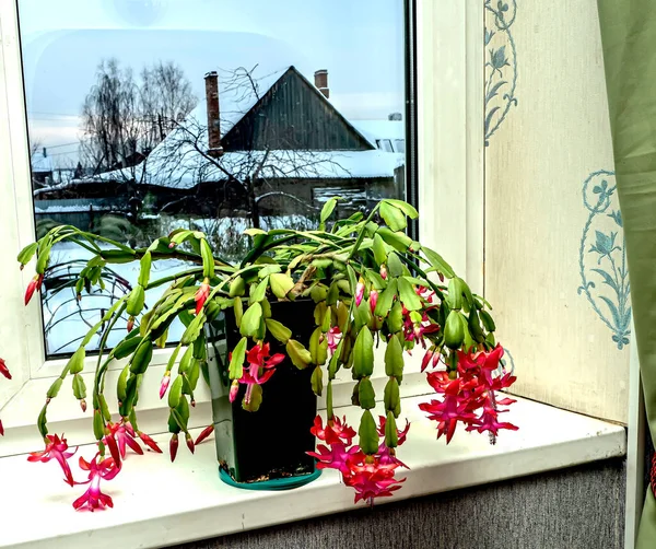 Pink Christmas Cactus Flower Latin Name Schlumberger Windowsill Background Winter — Stock Photo, Image
