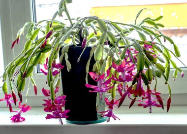 Pencere kenarında Latince Schlumberger ismiyle pembe Noel kaktüsü çiçeği