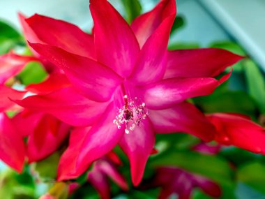 Pencere kenarında Latince Schlumberger isimli pembe Noel kaktüsü çiçeği.