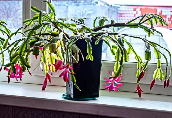 Flor Cacto Natal Rosa Com Nome Latino Schlumberger Peitoril Janela — Fotografia de Stock