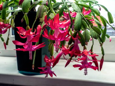 pink Christmas cactus flower with the Latin name Schlumberger on the windowsill clipart