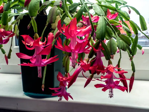 Pink Christmas Cactus Flower Latin Name Schlumberger Windowsill — Stock Photo, Image