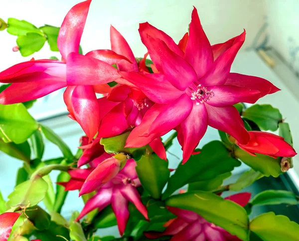 Pink Christmas Cactus Flower Latin Name Schlumberger Windowsill Bottom View — Stock Photo, Image