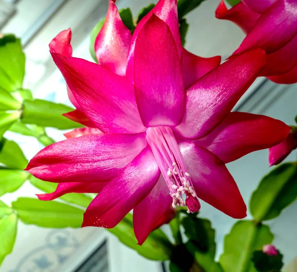 Pink Christmas Cactus Flower Latin Name Schlumberger Windowsill Bottom View — Stock Photo, Image