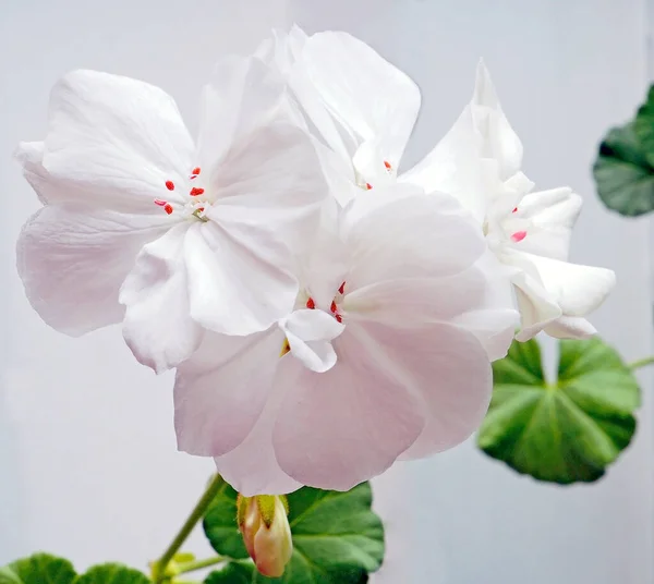 Delicada Flor Geranio Blanco Creciendo Una Maceta Alféizar Ventana Área —  Fotos de Stock