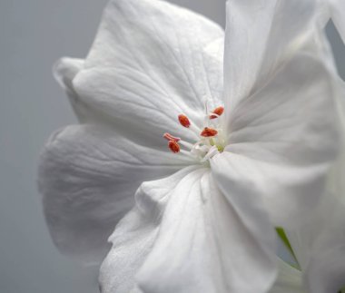 Pencere pervazında büyüyen beyaz sardunya çiçeği, dar odak alanı, makro