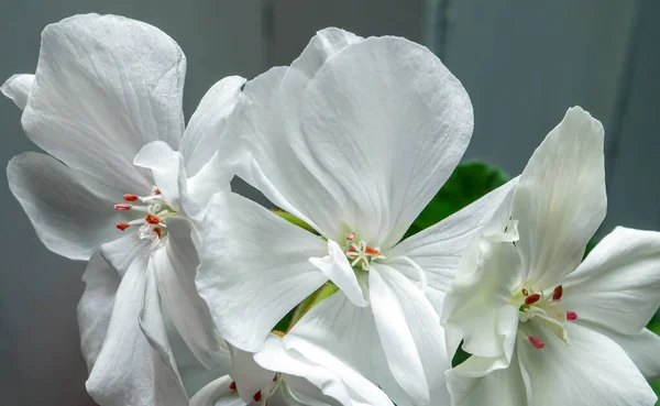 delicate white geranium flower growing in a pot on the windowsill, narrow focus area, macro