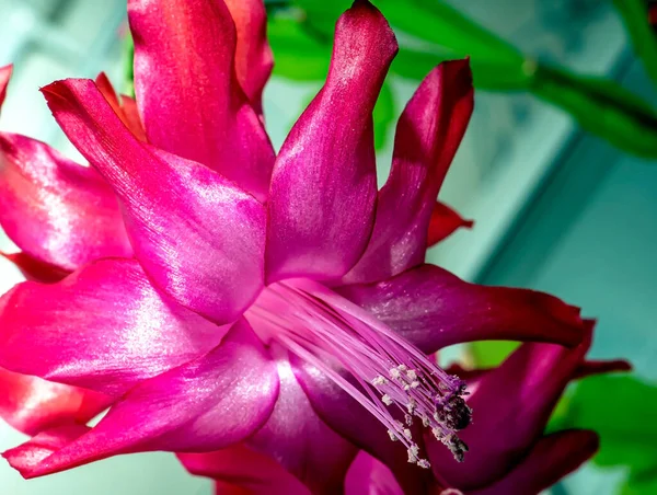 Flor Cacto Natal Rosa Com Nome Latino Schlumberger Peitoril Janela — Fotografia de Stock