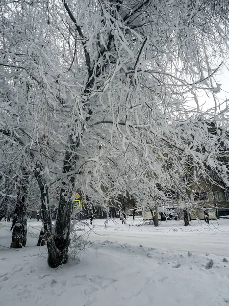 Branches Arbres Couvertes Givre Dans Les Banlieues Oural Sud Russie — Photo