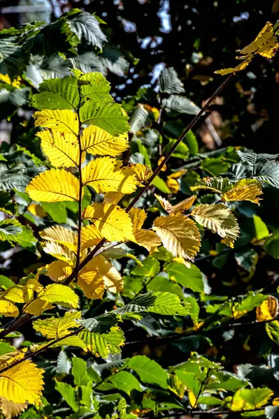Yellow Green Autumn Leaves Illuminated Sun Branches — 스톡 사진