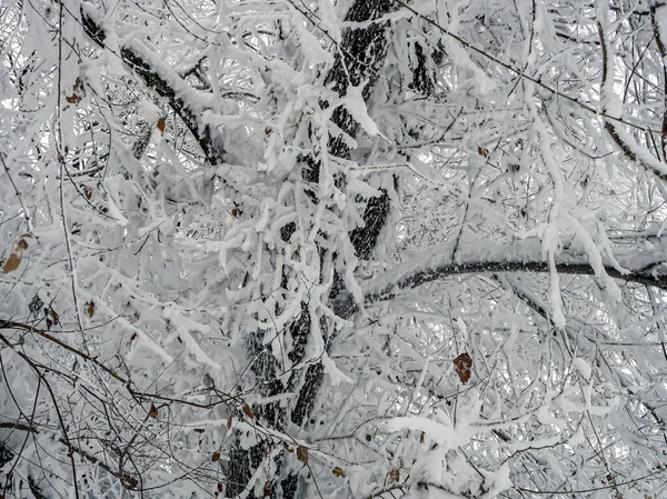 Branches Arbres Couvertes Givre Dans Les Banlieues Oural Sud Russie — Photo