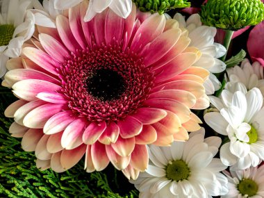 Latince adı Gerbera olan büyük, parlak, pembe bir çiçek.