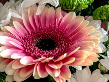 Buketinde Latince adı Gerbera olan büyük, parlak pembe bir çiçek, makro.