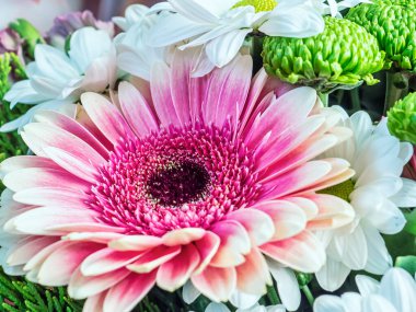 Latince adı Gerbera olan büyük, parlak, pembe bir çiçek.