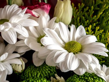 Latince adı Kasımpatı olan taze, narin beyaz çiçekler, bir buket içinde, makro