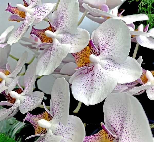 Delicada orquídea púrpura claro florece en una olla — Foto de Stock