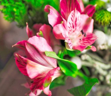 Latince adı Alstroemeria olan narin pembe narin çiçek buketinde, makro