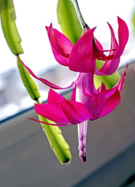 Pencerede narin pembe bir Noel kaktüsü çiçeği