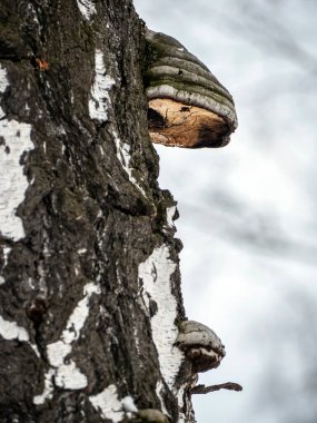 Latince adı Fomes Fomentarius olan bir mantar. Kış ormanında, yaşlı bir ağacın gövdesinde.