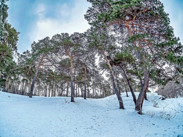 view of pine trees growing on the bank of the Miass river in winter, snow-covered banks, forest, countryside, Chelyabinsk, Kashtak, Southern Urals