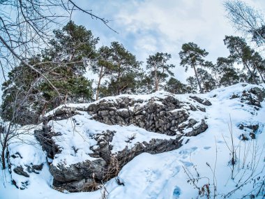 Çam ağaçları kışın nehir kıyısının yamacında yetişir.