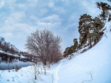 Kışın Miass nehrinin kayalık ve dik kıyısında büyüyen çam ağaçlarının manzarası, karla kaplı kıyılar, orman, kırsal, Chelyabinsk, Kashtak, Güney Urallar, balık gözü lensleri