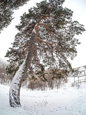 Kışın kar ve sisli çam ağaçlarının manzarası